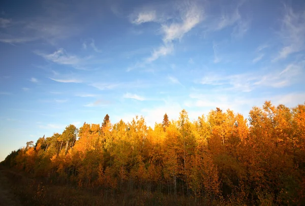 在萨斯喀彻温树叶秋天的颜色变化 — 图库照片