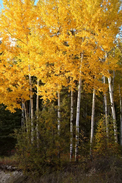 Espenbäume im Herbst — Stockfoto
