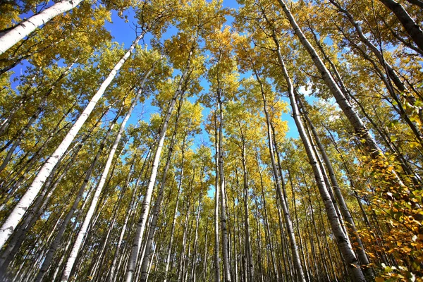 stock image Looking up through Aspen trees in fall