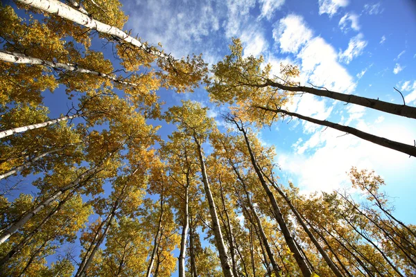 Blick durch Espen im Herbst — Stockfoto