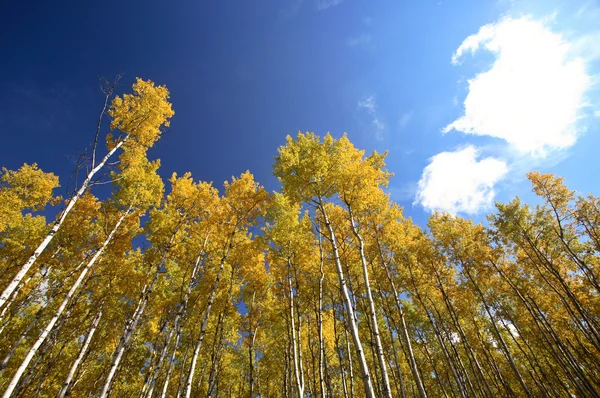 stock image Looking up through Aspen trees in fall