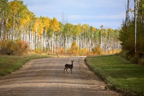 Doe de cauda branca na estrada da floresta no outono — Fotografia de Stock
