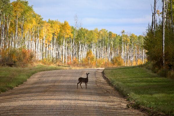 White tailed doe on forest road in fall