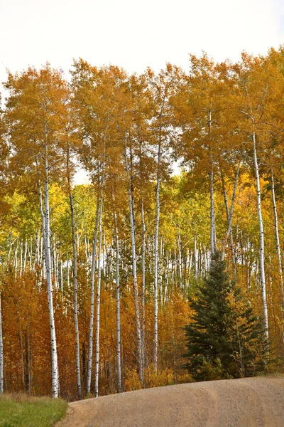 Aspen-trær om høsten – stockfoto