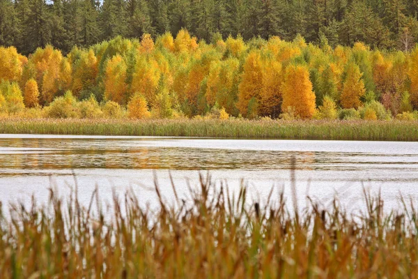Saskatchewan lake in fall — Stock Photo, Image