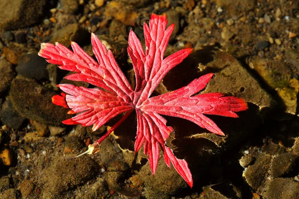 Červený list ve skalách — Stock fotografie