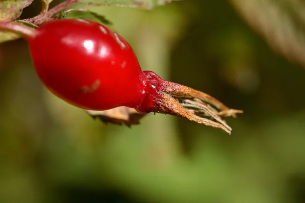 Rose hip berry v malebném alberta — Stock fotografie