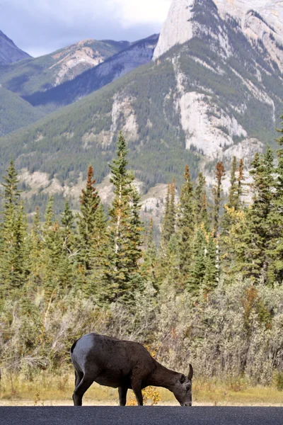 Pecora Bighorn sulle Montagne Rocciose dell'Alberta — Foto Stock