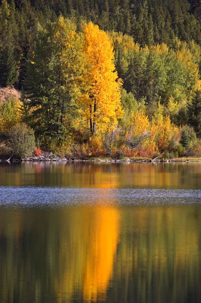 秋天风景名胜艾伯塔省的几点思考 — 图库照片