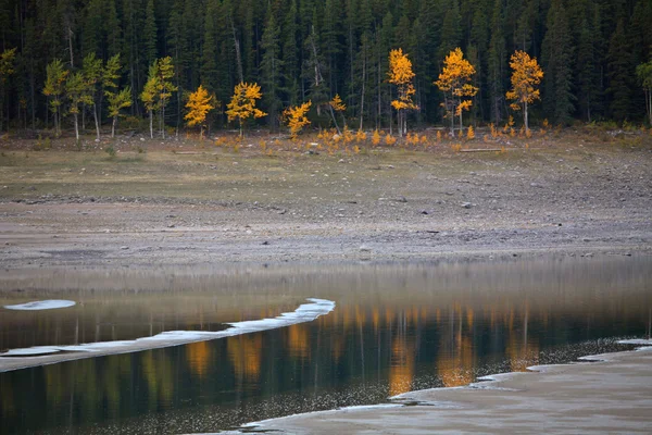 L'acqua riflette gli alberi autunnali in Alberta — Foto Stock