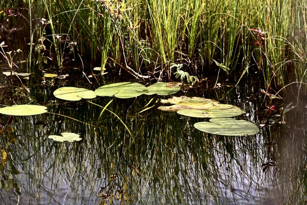 Водные растения вдоль Медвежьего озера в Британской Колумбии — стоковое фото