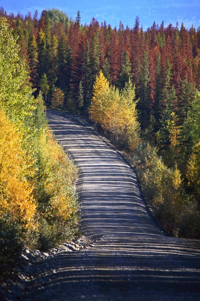 Кольору осені і хворі дерева в красиві Британської Колумбії — стокове фото