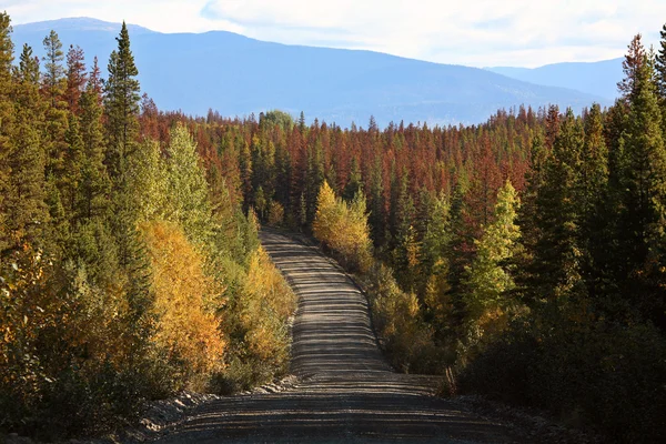 秋天的颜色和病的树木在美丽的不列颠哥伦比亚省 — 图库照片