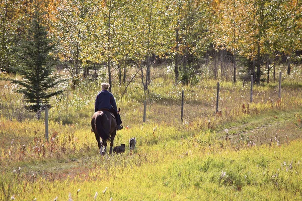 Frau trainiert Pferd und Hunde — Stockfoto