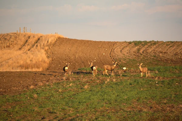 stock image Small herd of Mule Deer