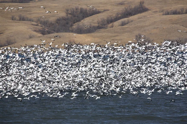 Enorme bandada de gansos de nieve en Buffalo Pound Lake —  Fotos de Stock