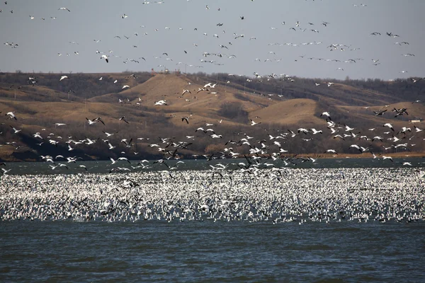 Огромное стадо снежных гусей на озере Баффало — стоковое фото