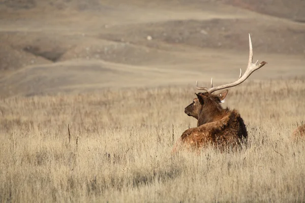 Bull elks with large antlers in scenic Saskatchewan — Stock Photo, Image