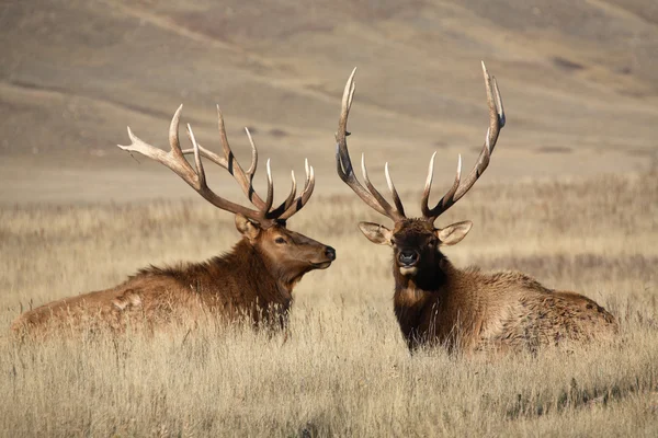 Bull elks with large antlers in scenic Saskatchewan — Stock Photo, Image