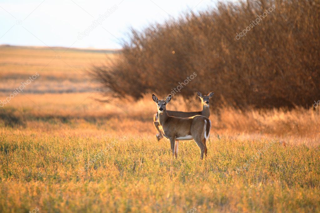 Two White tailed Deer standing in a field