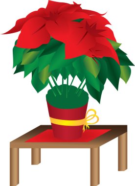 Poinsettia flower in bloom clipart