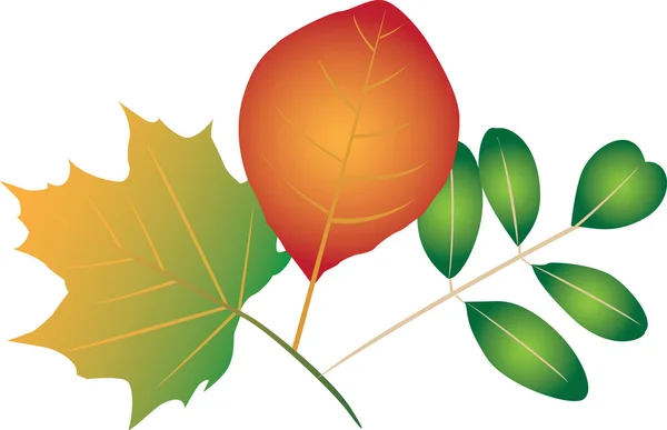 異なるカラフルな葉は 白い背景で隔離のイラスト — ストックベクタ