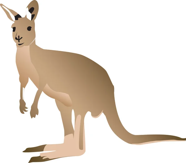 Kangoeroe — Stockvector