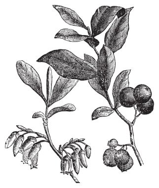 Huckleberry or Gaylussacia resinosa engraving clipart