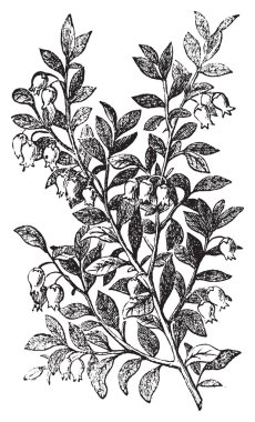 Bilberry, whortleberry or Vaccinium myrtillus engraving clipart