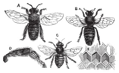 Male, female and neutral bee with leg close-up and honeycomb clipart