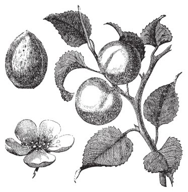 Apricot flower, tree and kernel old engraved illustration clipart