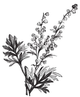 Absinthe plant, Artemisia absinthium or wormwood engraving clipart