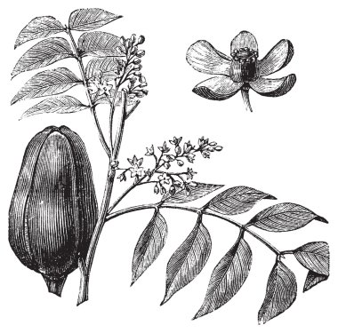 Mohagany or Meliaceae. Melia azedarach illustration clipart