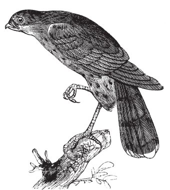 Sharp-shinned hawk or Accipiter fuscus bird vintage illustration clipart