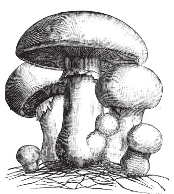 Agaricus campestris or meadow mushroom engraving clipart