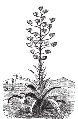 Century plant or Agave Americana old vintage engraving. clipart