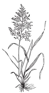 Redtop or Browntop grass, or Agnostis vulgaris or Capillaris eng clipart