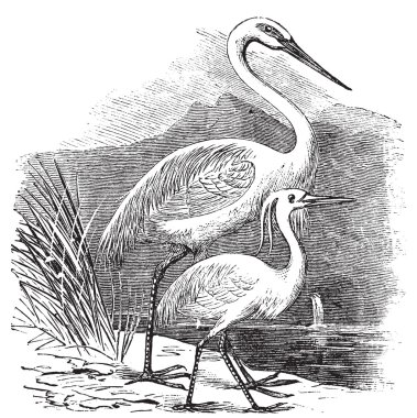 Engraving of a Great Egret (ardea alba) and Little Egret (ardea clipart