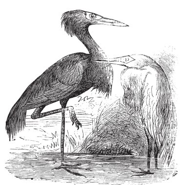 Engraving of a Reddish Egret (ardea rufa or Egretta rufescens) clipart