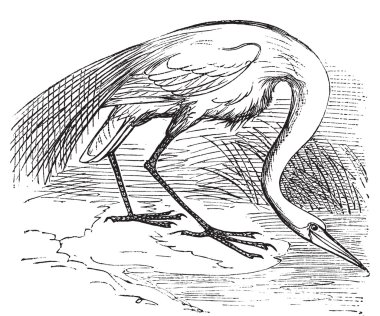 Oyma beyaz Heron veya ak balıkçıl (Ardea egretta)