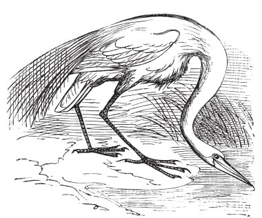 Engraving of a White Heron or egret (Ardea egretta) clipart