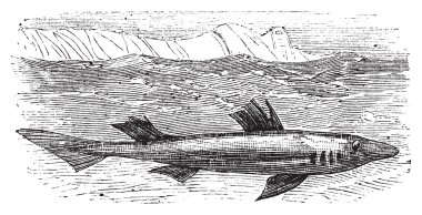 Spiny dogfish, spurdog, mud shark, piked dogfish or Squallus aca clipart