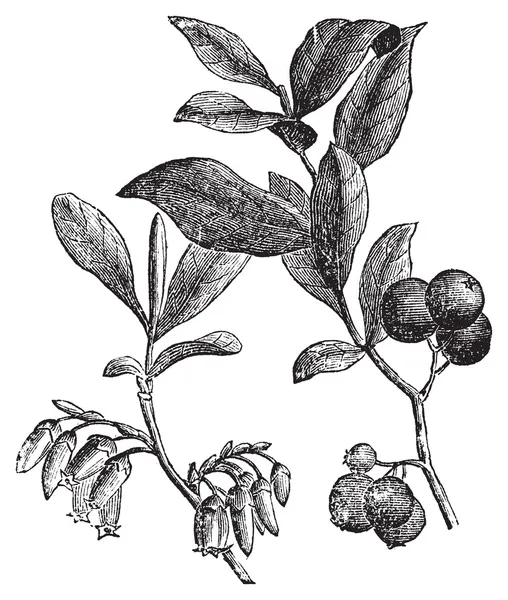 Grabado Huckleberry o Gaylussacia resinosa — Archivo Imágenes Vectoriales