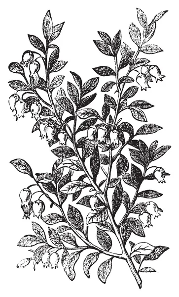Blauwe bosbes, whortleberry of vaccinium myrtillus gravure — Stockvector