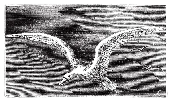 Albastross errante, Albatross nevoso, albatross bianco-alato o — Vettoriale Stock
