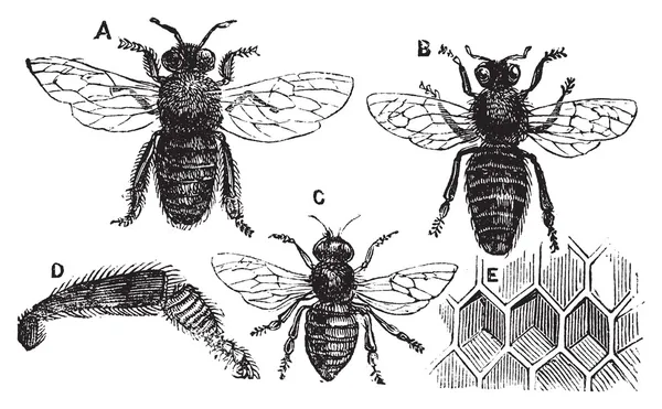 Männliche, weibliche und neutrale Biene mit Beinnahaufnahme und Wabe — Stockvektor