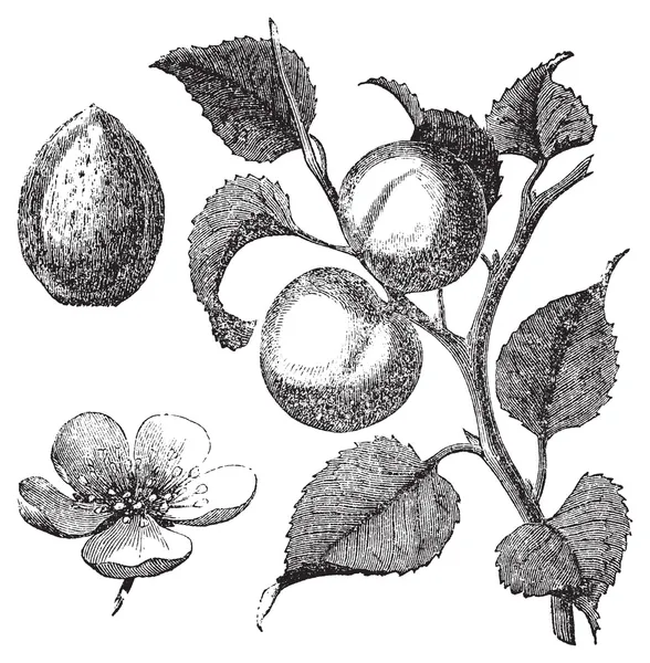 Aprikos blomma, träd och kernel gamla graverade illustration — Stock vektor