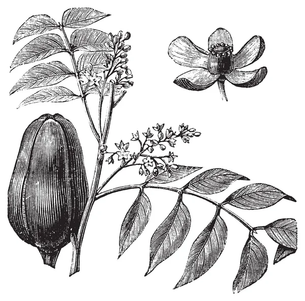 Mohagany 또는 나무과입니다. 멜 리아 azedarach 그림 — 스톡 벡터