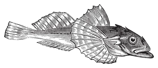 불 헤드 물고기 또는 Acanthocottus Virginianus — 스톡 벡터