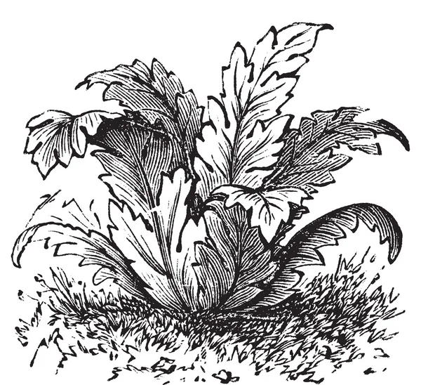 Bear's Ridbyxor eller Acanthus mollis plantera vintage gravyr — Stock vektor